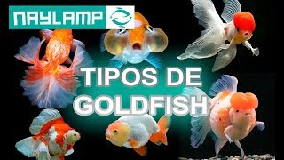 TIPOS DE GOLDFISH  Todas las variedades que existen [upl. by Graaf]