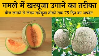 गमले में खरबूजा कैसे उगाए  Gamle Me Kharbuja Kaise Ugaye  How To Grow Muskmelon From Seed In Hindi [upl. by Kosse]