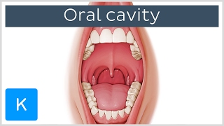 Overview of the Oral Cavity preview  Human Anatomy  Kenhub [upl. by Eberto329]