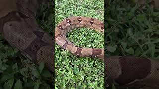 Kai…my petonly Hypo Boa Constrictor boa snake boaconstrictor [upl. by Ailehc]