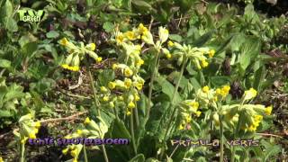 Cowslip  primula veris  Echte Sleutelbloem [upl. by Budd]