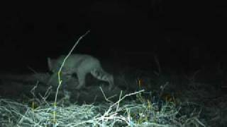 Bobcat working trap sett in trap in Night vision [upl. by Gwyn]