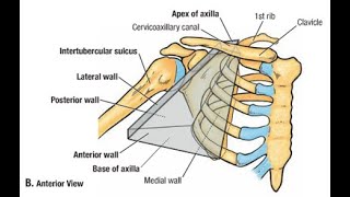 Anatomy   Axilla [upl. by Ylle422]