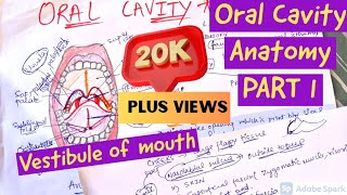 ORAL CAVITY ANATOMY  VESTIBULE OF MOUTH [upl. by Inattirb]