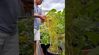 Harvesting our coriander seeds gardening vegetablegardening deogardener fyp shorts coriander [upl. by Ettennej]