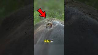 Bloody Oxpecker Bird 🐦 😱 shorts viral facts [upl. by Celio]