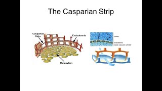 What Is An Casparian Strip What Was It Function Plants Root [upl. by Nims]