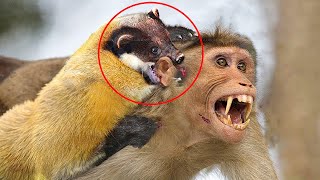 Moments When Martens Kill Almost Everything Yellow Throated Marten Attacking monkey [upl. by Petigny]