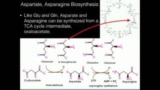 Aspartate Asparagine Biosynthesis [upl. by Vin]