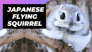 Japanese Flying Squirrel  One Of The Cutest And Most Exotic Animals In The Wild shorts [upl. by Sutphin411]