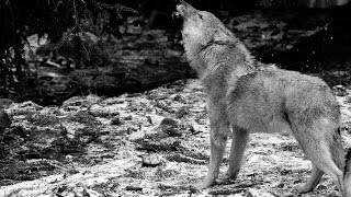 Ululato lupo DA BRIVIDI IR Plus 110 gradi  Wild Wolf Howling Canis lupus italicus [upl. by Karlik]