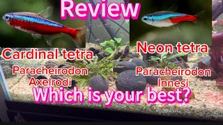 Cardinal tetra vs neon tetra a review cardinaltetra neontetrafish fishtank tropicalfish [upl. by Gnas]