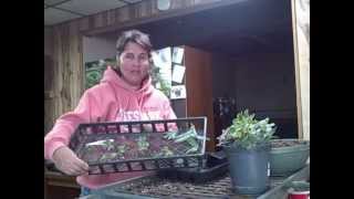 More Free Plants with Aeonium Kiwi Succulent Propagation [upl. by Aldin106]