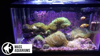 Coralline Algae10 Gallon Reef Tank Future Plans [upl. by Appledorf173]