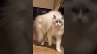 Коты одержимые демоном 🐈 😻 Demon possessed cat 😂 2024shorts cat cats dog funny [upl. by Qiratla]