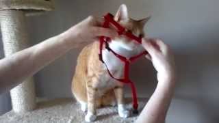 Oszi felveszi a hámot  How to put a Harness on a Cat [upl. by Hamburger]