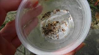 how to collect plains coreopsis seeds how to collect tickseed seeds how to collect calliopsis [upl. by Ailekat]