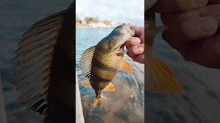 Perch and pike fishingLiepaja [upl. by Afirahs694]