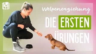 Die ersten Übungen in der Welpenerziehung [upl. by Malarkey]