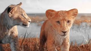 Mufasa The Lion King Movie 2 In Hindi Scenes  The Lion King Simba and Mufasa Scenes In Hindi  2024 [upl. by Yentiw]