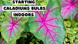 Starting CALADIUMS Tubers Indoors  planting CALADIUM bulbs in containers 🌸 growing caladiums 🍀 [upl. by Ahsaele]