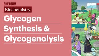 Glycogen Synthesis amp Glycogenolysis Biochemistry  USMLE Step 1  Sketchy Medical [upl. by Basilius397]