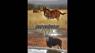 Black Wildebeest vs Sable Antelope shorts [upl. by Euton]