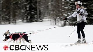 Skijoring is a treat for dog lovers and the sport is growing [upl. by Vil108]