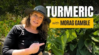 How to Harvest and Use Turmeric Leaves [upl. by Aynotan]