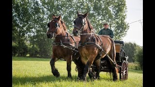 Het Brabants Trekpaard [upl. by Mallen750]