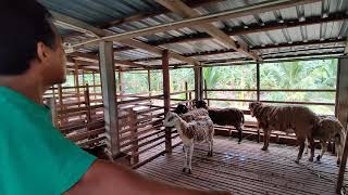 Kajian kacukan kambing birikibas yg dijalankam di Hanani Agro Farm [upl. by Thad]