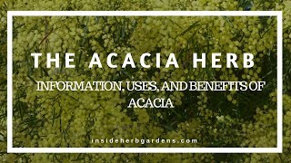 The Acacia Herb Information uses and benefits of Acacia [upl. by Laenahtan653]