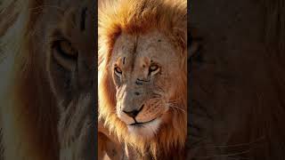 Lion vs Tiger and All Animals 2 wildanimals lion tiger ytshorts shorts viral trending [upl. by Alyek]