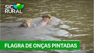 Impressionante duas onças flagradas atravessando rio em Rondônia [upl. by Crescint]