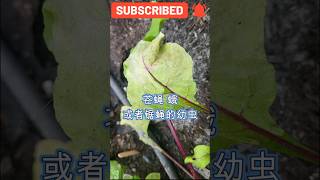 🙄Leaf miners🐛潜叶虫shorts gardening garden gardentipsedmonton [upl. by Artimas]