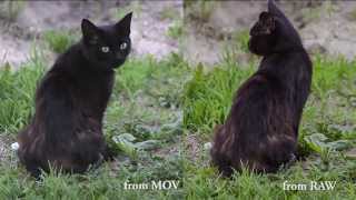 RAW test vs H264 MOV [upl. by Winstonn]