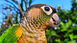 Yellow Sided Conure Talking Bird Sounds  Green Cheek Conure Yellow Sided [upl. by Easton]