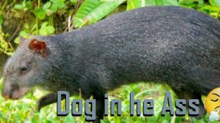 Agouti hunting prt 2Proper run Must Watch 🐇 [upl. by Gardener583]