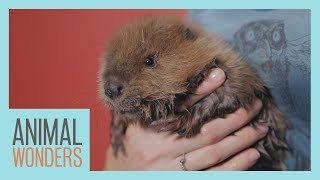 Baby Beaver [upl. by Katee]