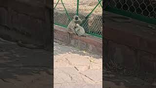 Monkey ke pass monkey 🐒shortvideo shorts [upl. by Neesay]