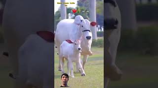 The cow and her calf kannada tamil vairalshort tendingshorts famerlife cute agriculture [upl. by Aneehta813]