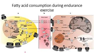 Fatty acid consumption during endurance exercise Code 577 [upl. by Aehta]