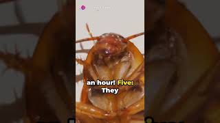 Creepy Crawlers 10 Unsettling Facts about Cockroaches cockroach waterbug insect roach [upl. by Stalk]