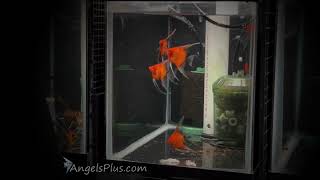 Koi Angelfish Breeding Pair [upl. by Ydnar]