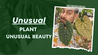 Anthurium Luxurians Discover Its Secret to Thrive  1 Year Review  Leafy revelations 🌿 [upl. by Yeznil]