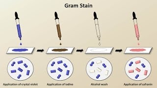 Classification of Bacteria Antibiotics  Lecture 1 [upl. by Naima]