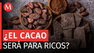 Precio del cacao se dispara 125 en menos de tres meses [upl. by Gnurt]