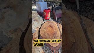 Pentacryl to the rescuewoodworking preservation solutions [upl. by Yliah865]