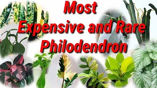 Most Expensive and Rare Philodendron [upl. by Gregson]