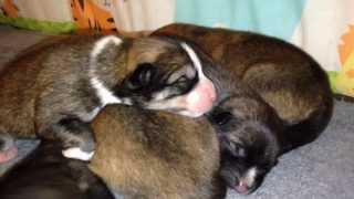 Newborn Pomsky Puppies [upl. by Rosinski558]